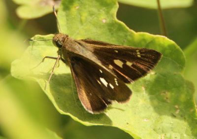 Decinea percosius; Double-dotted Skipper