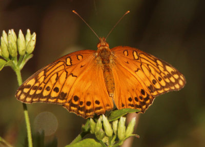 Euptoieta hegesia; Mexican Fritillary