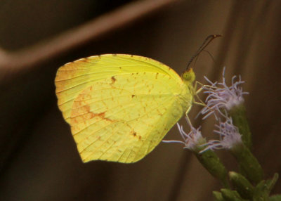 Eurema boisduvaliana; Boisduval's Yellow; female