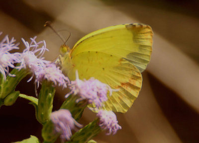 Eurema boisduvaliana; Boisduval's Yellow; male