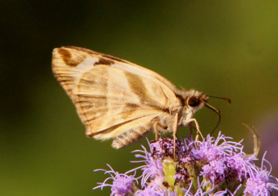 Heliopetes laviana; Laviana White-Skipper; female