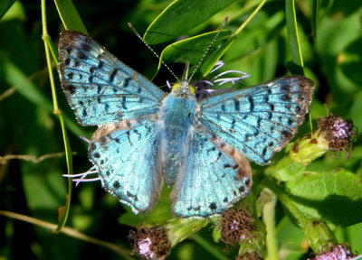 Butterflies of the Rio Grande Valley - November 2020