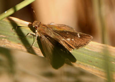 Lerema accius; Clouded Skipper; female 