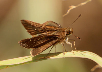 Lerema accius; Clouded Skipper; male