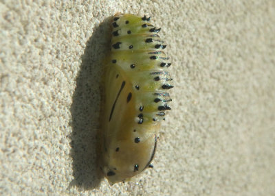 Melanis pixe; Red-bordered Pixie chrysalis