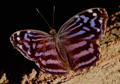 Myscelia ethusa; Mexican Bluewing; male