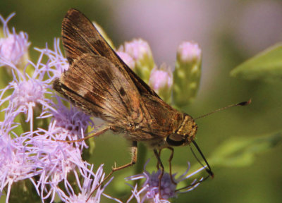 Nyctelius nyctelius; Violet-banded Skipper