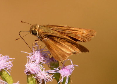 Panoquina lucas; Purple-washed Skipper