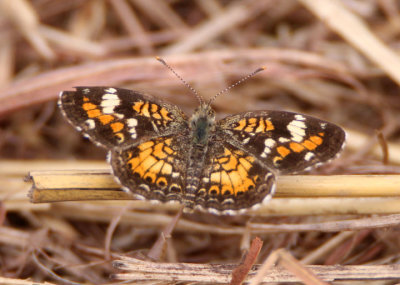 Phyciodes phaon; Phaon Crescent