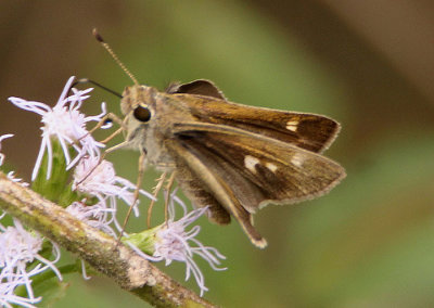 Polites vibex; Whirlabout; female