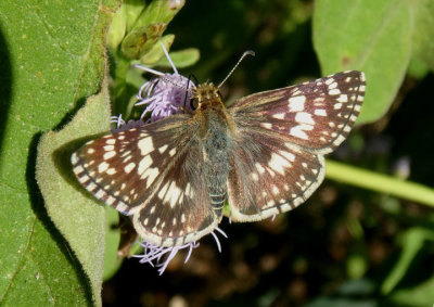 Pyrgus albescens; White Checkered-Skipper