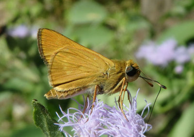 Quasimellana eulogius; Common Mellana; male