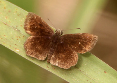 Staphylus mazans; Mazans Scallopwing; male