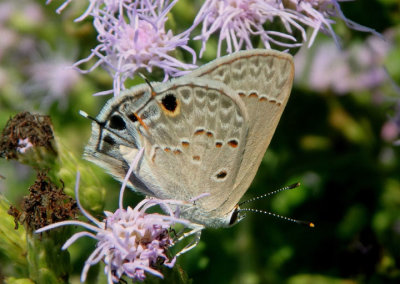 Strymon istapa; Mallow Scrub Hairstreak