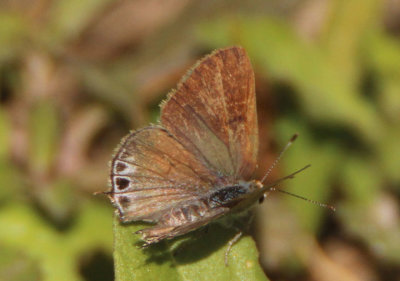 Strymon istapa; Mallow Scrub Hairstreak; female