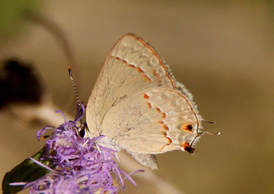 Strymon rufofusca; Red-crescent Scrub Hairstreak