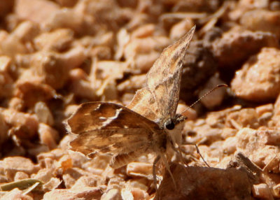 Systasea pulverulenta; Texas Powdered-Skipper