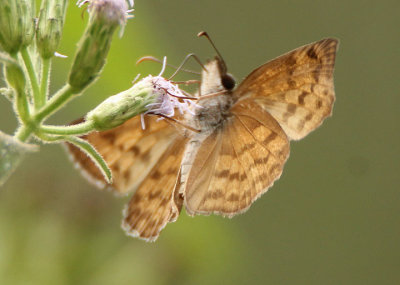 Timochares ruptifasciata; Brown-banded Skipper