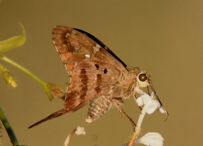 Urbanus proteus; Long-tailed Skipper