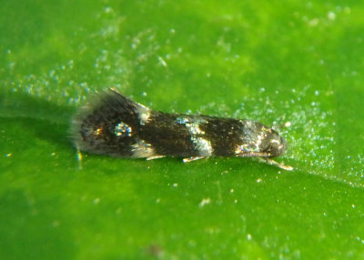 1121 - Elachista madarella; Grass Miner Moth species