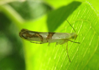 2467 - Argyresthia oreasella; Cherry Shoot Borer Moth