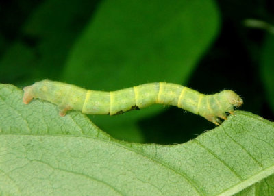 6620 - Melanolophia canadaria; Canadian Melanolophia caterpillar