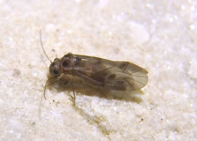 Peripsocus subfasciatus; Stout Barklouse species; female