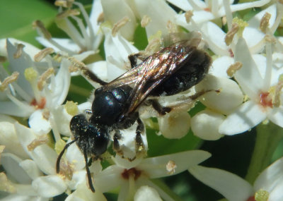 Andrena Miner Bee species