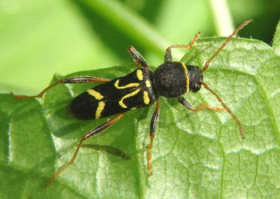 Clytus ruricola; Long-horned Beetle species