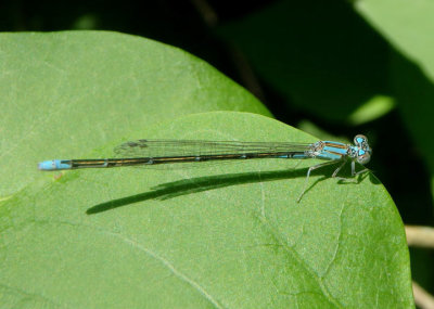 Enallagma traviatum; Slender Bluet; female