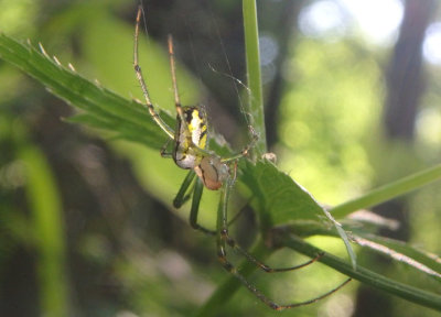 Leucauge venusta; Orchard Spider