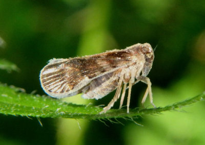 Cixiid Planthoppers