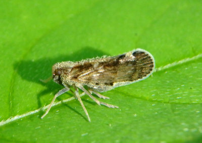 Pintalia vibex; Cixiid Planthopper species