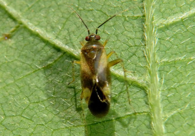 Plagiognathus obscurus; Obscure Plant Bug