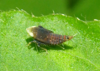 Scaphoideus Leafhopper species nymph