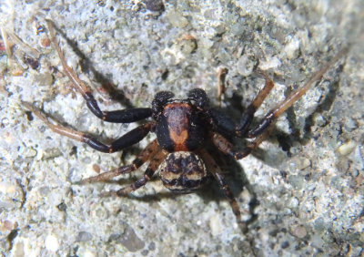 Xysticus fraternus; Ground Crab Spider species; male
