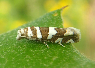 3009 - Pelochrista robinsonana; Robinson's Pelochrista Moth