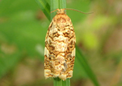 3648 - Archips argyrospila; Fruit-Tree Leafroller Moth