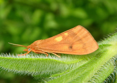 8121 - Virbia aurantiaca; Orange Holomelina