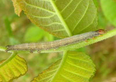 8771 - Catocala piatrix; The Penitent caterpillar