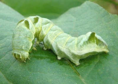 10292 - Melanchra adjuncta; Hitched Arches caterpillar