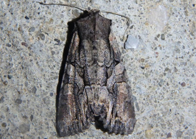 10299 - Lacanobia subjuncta; Speckled Cutworm Moth