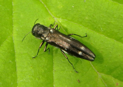 Agrilus obsoletoguttatus; Metallic Wood-boring Beetle species