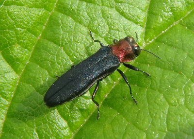 Agrilus ruficollis; Red-necked Cane Borer