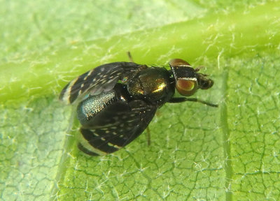 Amphicnephes pullus; Signal Fly species