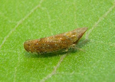 Cloanthanus Leafhopper species