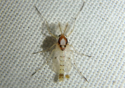 Coelotanypus concinnus; Midge species; male