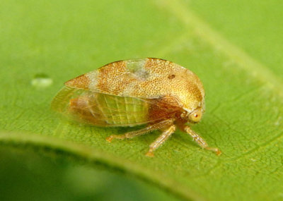 Xantholobus intermedius; Treehopper species