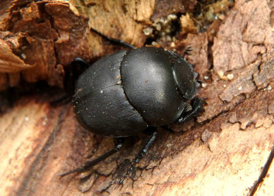 Boreocanthon Dung Beetle species