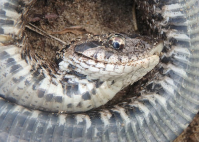 Eastern Hognose - death display; juvenile 